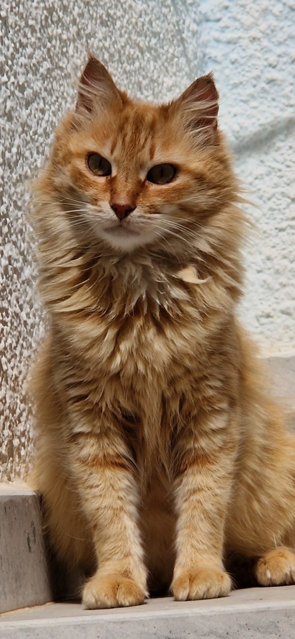 Minoucha